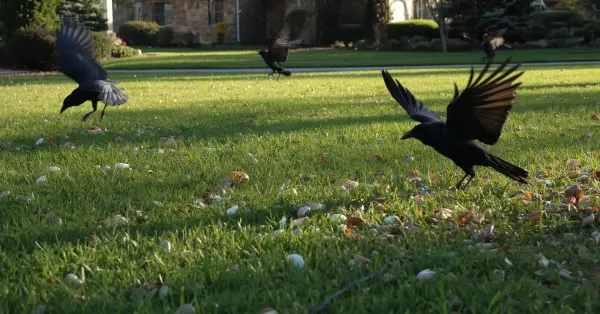 How to Attract Crows to Your Yard