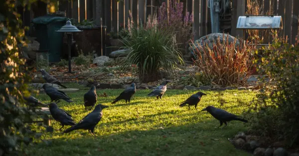 How to Attract Crows to Your Yard